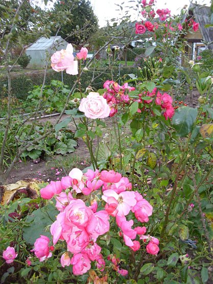 Rosen stehen immer noch in Bl&uuml;tenpracht (Foto: Thomas Leipold)