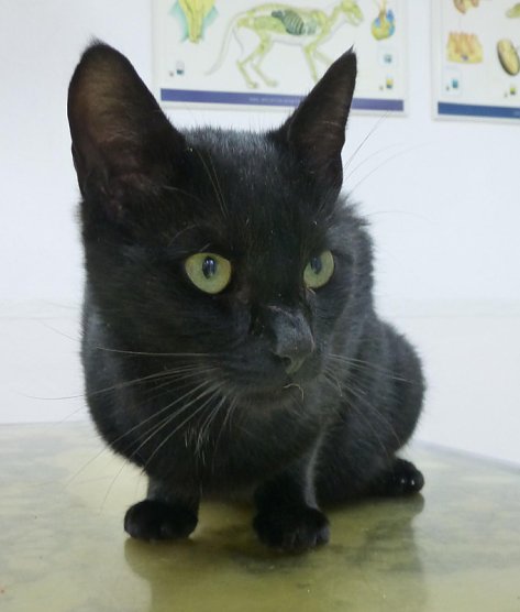 Katze (Foto: Stadt Sondershausen)