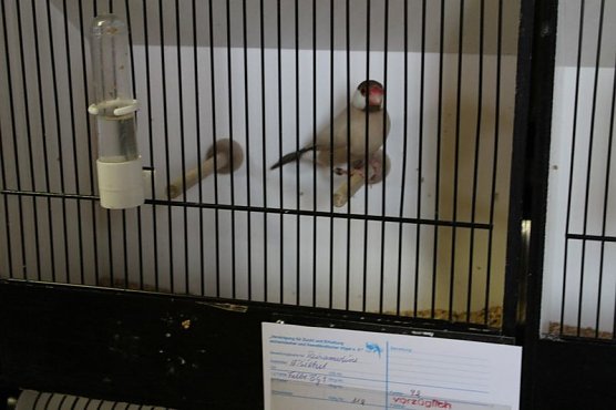 Zauberhafte Ausstellung (Foto: Karl-Heinz Herrmann)