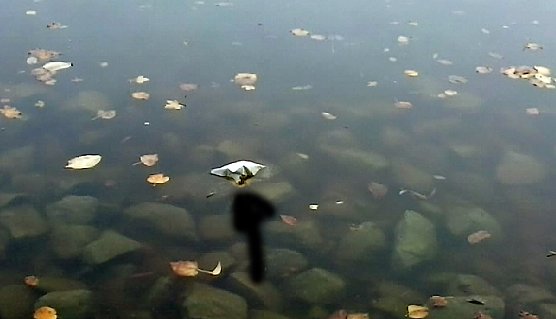 Fischsterben geht weiter! (Foto: Privat) Fischsterben geht weiter! (Foto: Privat)