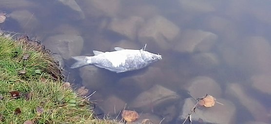 Ursache bleibt rätselhaft (Foto: Privat) Ursache bleibt rätselhaft (Foto: Privat)