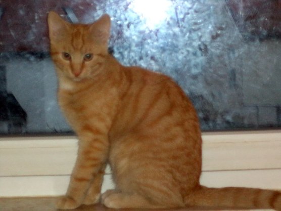 Robin wartet auf eine neue Familie (Foto: B. Hellrung)