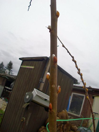 Fr&uuml;hjahrsboten in den G&auml;rten (Foto: Thomas Leipold)