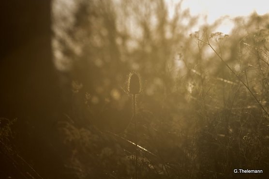 Wetterbild (Foto: Gernot Thelemann) Wetterbild (Foto: Gernot Thelemann)