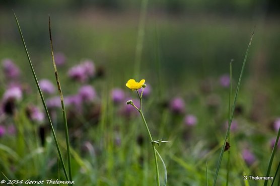 Wetterbild (Foto: Gernot Thelemann) Wetterbild (Foto: Gernot Thelemann)