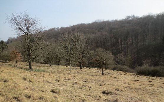 Fl&auml;che nach der Entbuschung (Foto: privat)