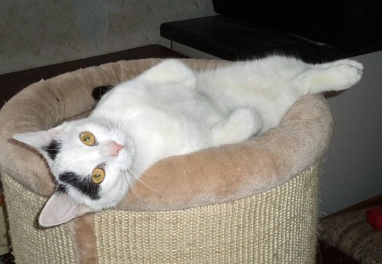 Ella (Foto: B. Hellrung) Ella (Foto: B. Hellrung)