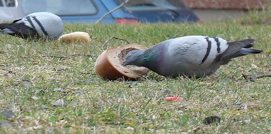 Taubenf&uuml;tterung (Foto: Karl-Heinz Herrmann)