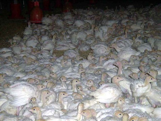 kn- Forum: Tierversuchstag 2015 (Foto: Privat)