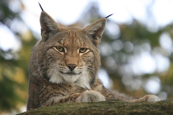 Der Luchs in der Hohen Schrecke? (Foto: Luchsprojekt Harz) Der Luchs in der Hohen Schrecke? (Foto: Luchsprojekt Harz)