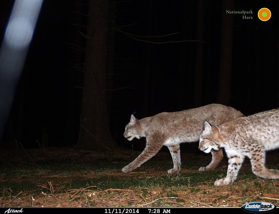 Ein Harzer Luchsp&auml;rchen tappt in die Fotofalle  (Foto: Nationalpark harz)