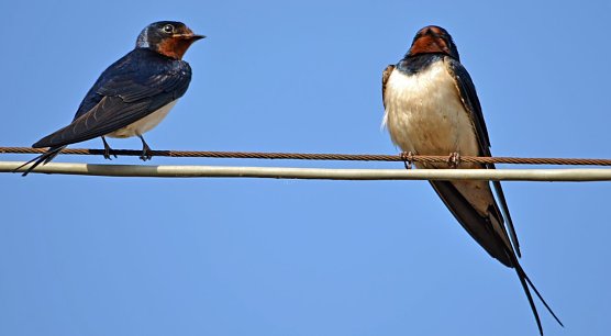 Rauchschwalben (Foto: Tino Sauer)