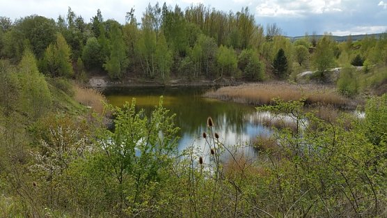 Beginn der Beweidung Sandgrube Bendeleben (Foto: Nabu Kyffhäuserkreis) Beginn der Beweidung Sandgrube Bendeleben (Foto: Nabu Kyffhäuserkreis)