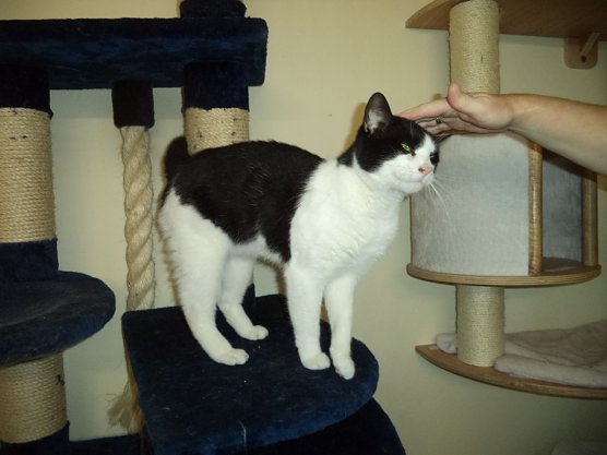 Tier der Woche: Onko (Foto: Tierschutz Nordhausen e.V) Tier der Woche: Onko (Foto: Tierschutz Nordhausen e.V)