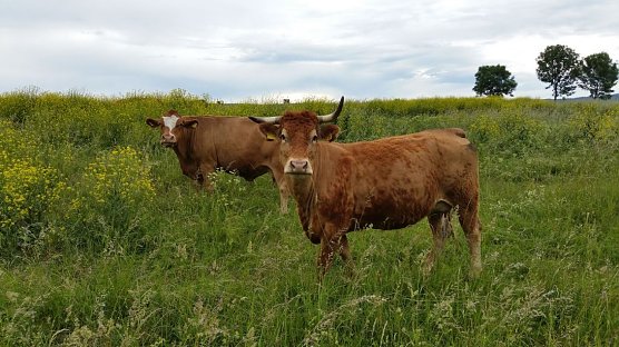 Bweidung (Foto: NaBu Olaf Pleyer)