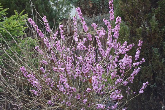 Seidelbast (Foto: Karl-Heinz Herrmann) Seidelbast (Foto: Karl-Heinz Herrmann)