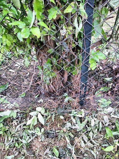 Forum: Mensch und Dummheit in der Paarungszeit (Foto: Anderas Zeidler) Forum: Mensch und Dummheit in der Paarungszeit (Foto: Anderas Zeidler)