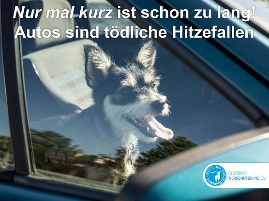 Hund und Hitze (Foto: Deutscher Tierschutzbund)