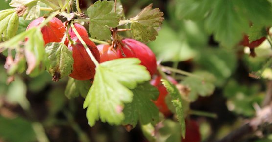 Am Strauch zerkocht? (Foto: Karl-Heinz Herrmann) Am Strauch zerkocht? (Foto: Karl-Heinz Herrmann)