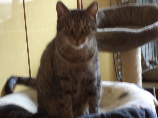 Tier der Woche: Olga (Foto: Tierheim ndh) Tier der Woche: Olga (Foto: Tierheim ndh)