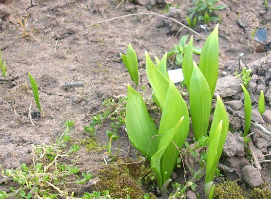 Junger B&auml;rlauch (Foto: Karl-Heinz Herrmann)