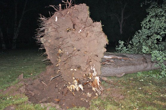 Sturmsch&auml;den im Schlosspark Sondershausen (Foto: Karl-Heinz Herrmann)