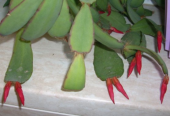 Osterkaktus (Foto: Karl-Heinz Herrmann)