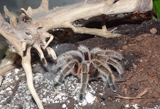 Welt der Spinnen (Foto: Karl-Heinz Herrmann) Welt der Spinnen (Foto: Karl-Heinz Herrmann)