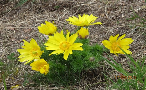 Einzigartiger Trockenrasen gerettet (Foto: Landschaftspflegeverband Südharz/ Kyffhäuser) Einzigartiger Trockenrasen gerettet (Foto: Landschaftspflegeverband Südharz/ Kyffhäuser)