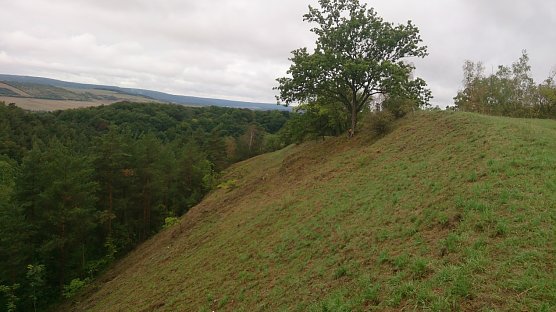 Einzigartiger Trockenrasen gerettet (Foto: Landschaftspflegeverband Südharz/ Kyffhäuser) Einzigartiger Trockenrasen gerettet (Foto: Landschaftspflegeverband Südharz/ Kyffhäuser)