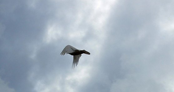 Buntes Familienfest (Foto: Karl-Heinz Herrmann)