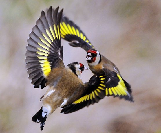 Fliegender Stieglitz (Foto: rspb-images.com-Laurie Campbell)