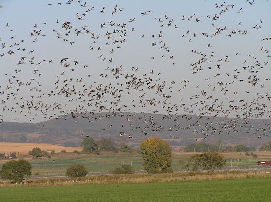 Kranich Ranger wieder unterwegs (Foto: Herbert Buchholz)
