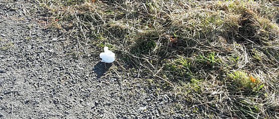 Es ist schon erstaunlich was da so alles entlang der Wipper in Sondershausen abgeladen wird. Dabei hat kn wieder einige frische und alte Entdeckungen gemacht�   Hier wurden mal wieder in einem M&uuml;llsack offensichtlich alte Pflanzgef&auml;&szlig;e entsorgt. So weit ja noch ganz gut.   Muss man aber seine M&uuml;llt&uuml;ten unbedingt auf dem Wipperdamm nahe der Kiesgrube ablegen. Wer macht sich die M&uuml;h (Foto: Karl-Heinz Herrmann)