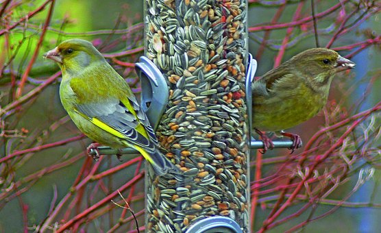 Zwei Gr&uuml;nfinken am Futtersilo (Foto: Ingo Ludwichowski)