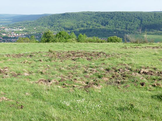 Wildschaden auf Frauenberg (Foto: Karl-Heinz Herrmann)