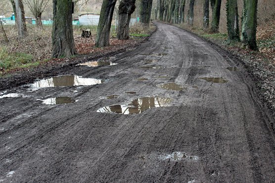 Kahlschlag um und hinterm Hammateich? (Foto: Karl-Heinz Herrmann) Kahlschlag um und hinterm Hammateich? (Foto: Karl-Heinz Herrmann)