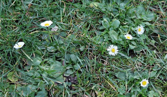 Versp&auml;tet oder verfr&uuml;ht? (Foto: Karl-Heinz Herrmann)