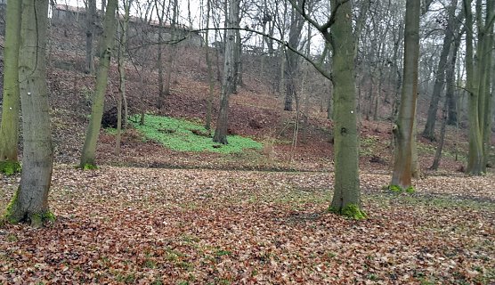 Nicht nur grüne Oasen (Foto: Privat) Nicht nur grüne Oasen (Foto: Privat)