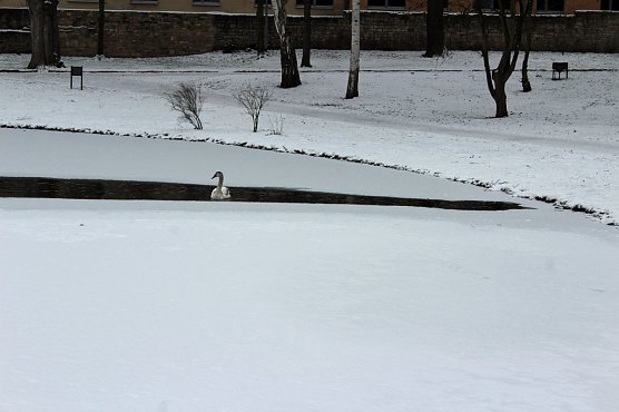Keine  Gefahr f&uuml;r Jungschwan (Foto: Karl-Heinz Herrmann)