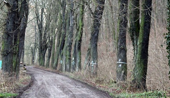 B&auml;ume hinterm Hammateich werden bearbeitet (Foto: Karl-Heinz Herrmann)