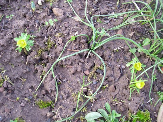 Hurra der Fr&uuml;hling ist da (Foto: Thomas Leipold)