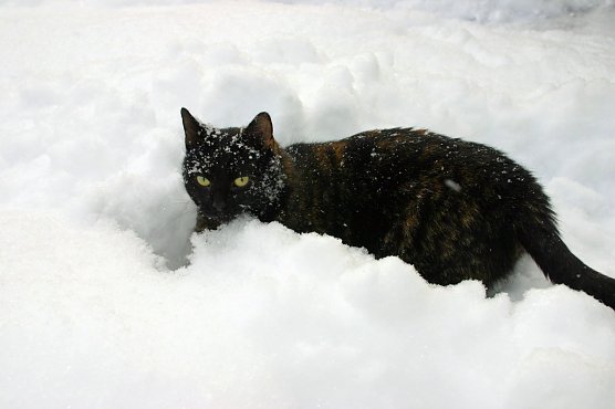 Felix im Fr&uuml;hlingsschnee (Foto: G&uuml;nter Herting)
