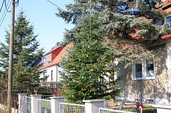 Eier Tanne in Rottleben (Foto: Jürgen Müller) Eier Tanne in Rottleben (Foto: Jürgen Müller)