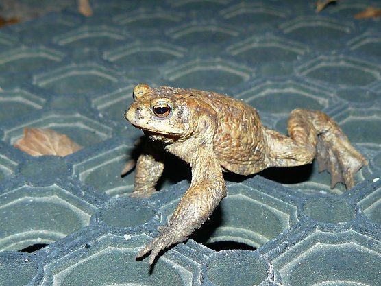 Amphibien gehen demnächst wieder auf Wanderschaft (Foto: NABU Thüringen) Amphibien gehen demnächst wieder auf Wanderschaft (Foto: NABU Thüringen)