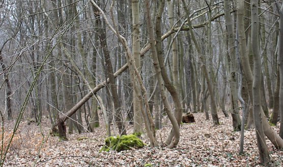 Bürgerinitiative mit Staatssekretär unterwegs (Foto: Karl-Heinz Herrmann) Bürgerinitiative mit Staatssekretär unterwegs (Foto: Karl-Heinz Herrmann)
