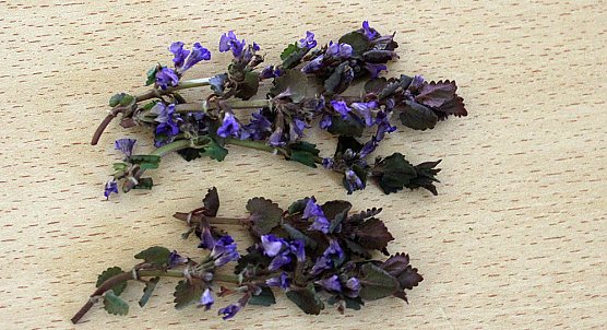 Brennnessel: Königin der Kräuter (Foto: Karl-Heinz Herrmann) Brennnessel: Königin der Kräuter (Foto: Karl-Heinz Herrmann)