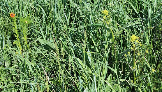 Studien zur Erhaltung der Natur (Foto: Karl-Heinz Herrmann)