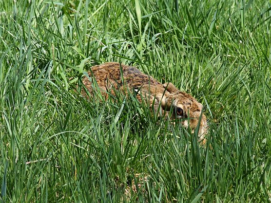 Hase (Foto: Deutscher Tierschutzbund e.V./Masanneck)