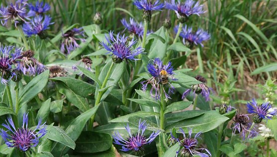 Wetter-Bild (Foto: nnz)